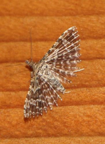 Alucita sp.